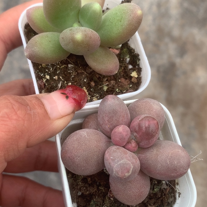 芒果。 糖果。大。韩版奶茶双。（满9.99包邮不满9.99发叶子）