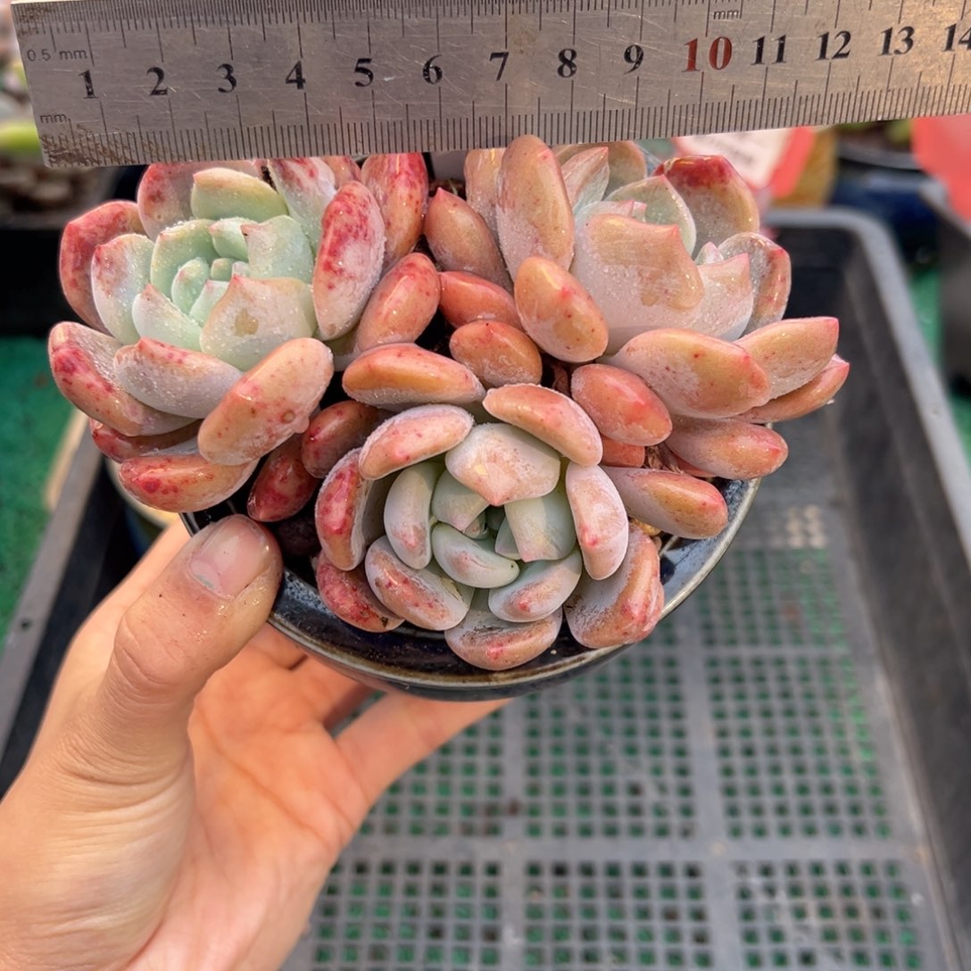 表妹精品多肉植物135.