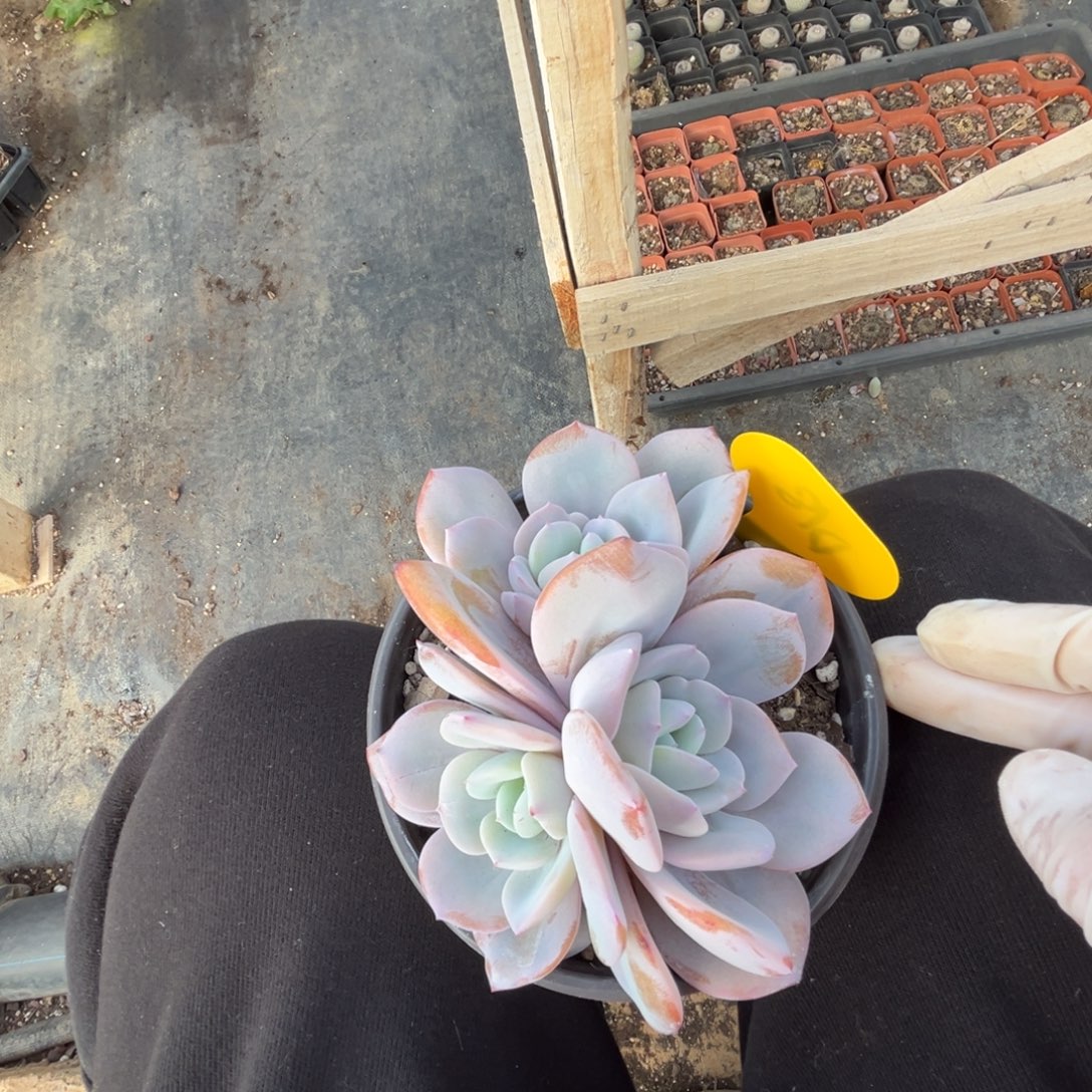 d18奶茶呀呀呀呀呀呀