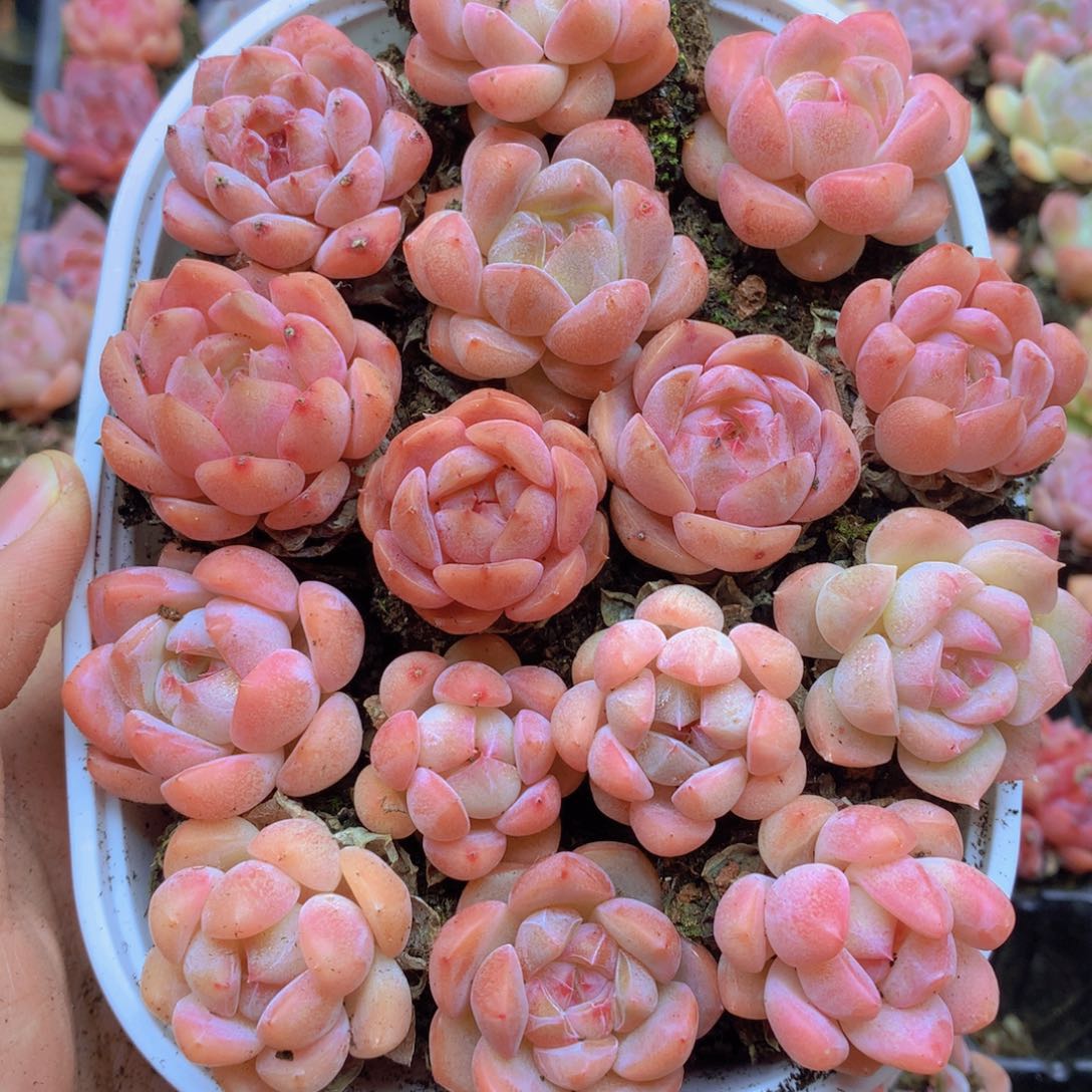 我要去看你了啊你是我008
