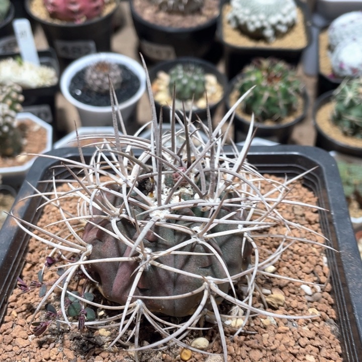 309实生超狂刺光琳玉