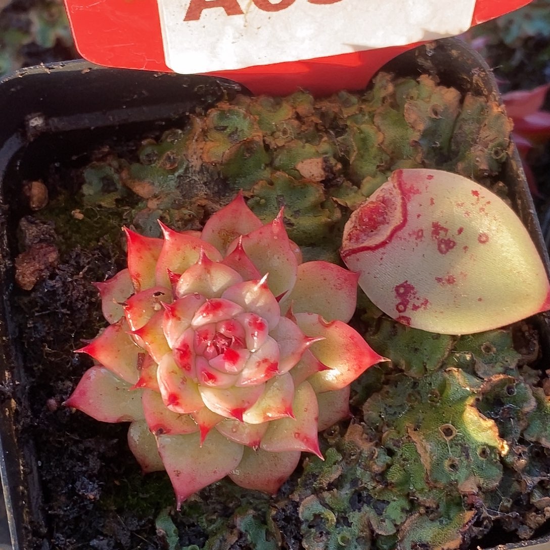 508不知名哈哈哈哈哈