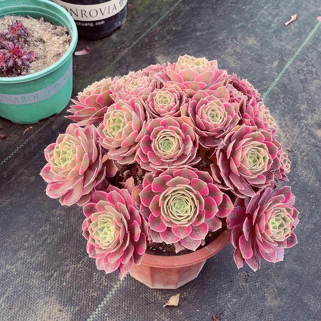 当前无花朵，栽培后可花朵