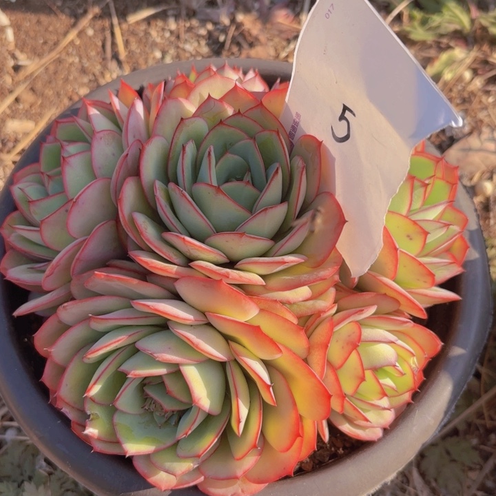 幸*石牡丹亭群生、、、