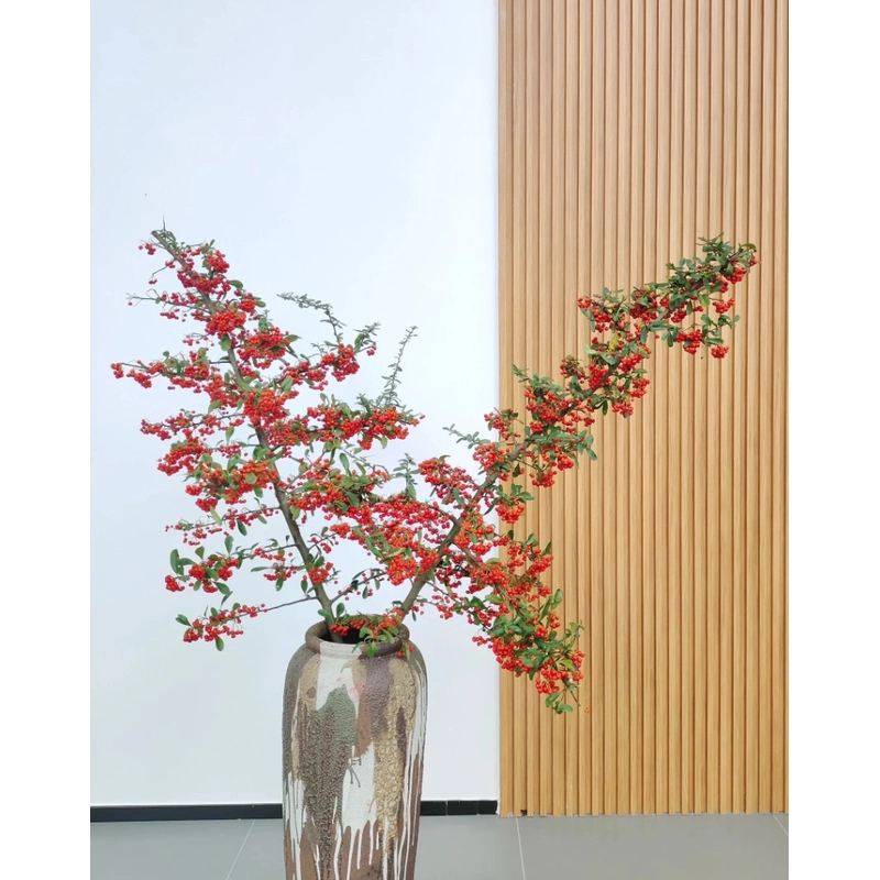 火棘果丨盛夏的果实  小冬青