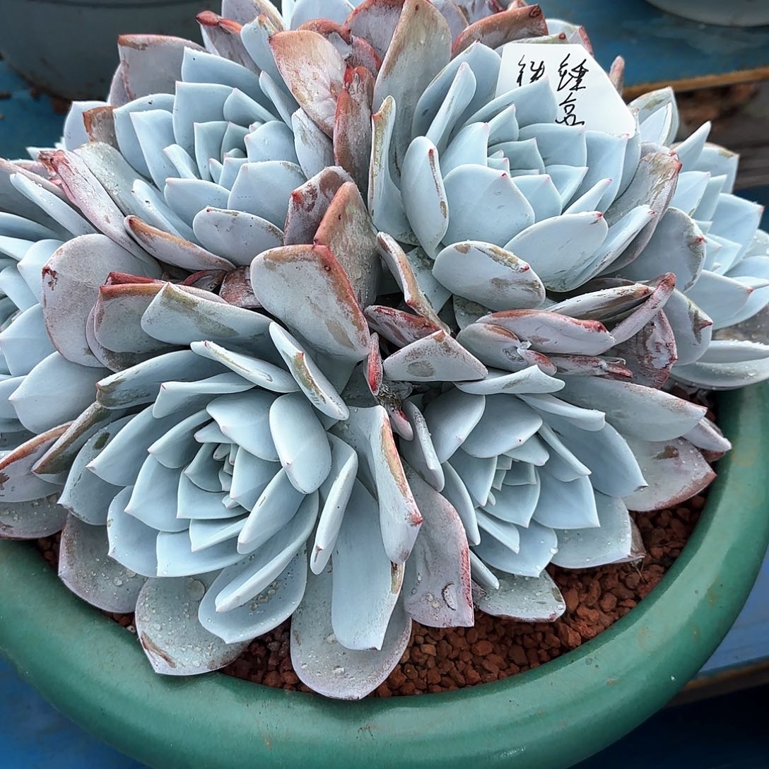 铁***猫嫦娥多头发货