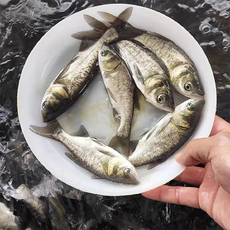 四川花鲢每条8g左右 生态养殖