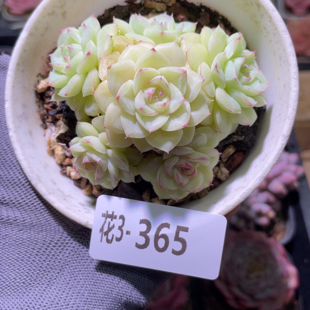 花利美3-365白天鹅