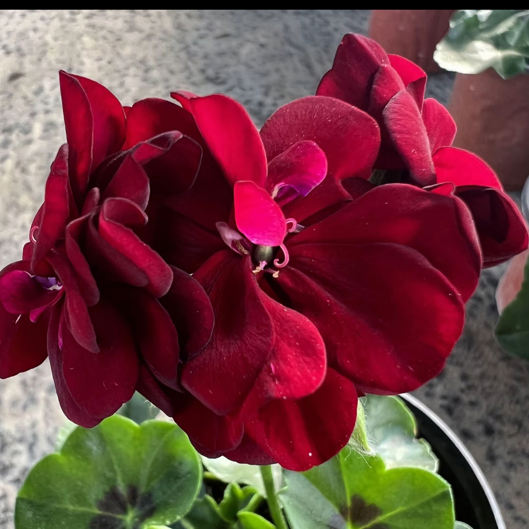 汤姆黑玫瑰垂钓耐热勤花天竺葵