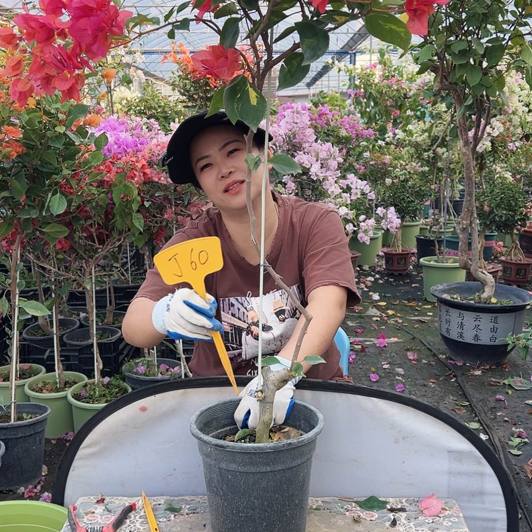 用***4大部分花苞少量开放J60红旗士