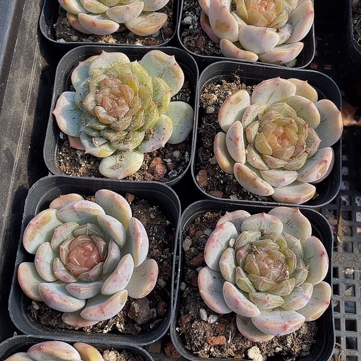 白恋2.8带盆土发货