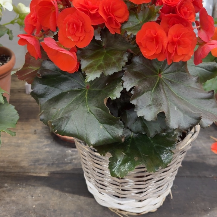 大部分花苞少量开放150育苗盆摩卡橙只包到手不包养护