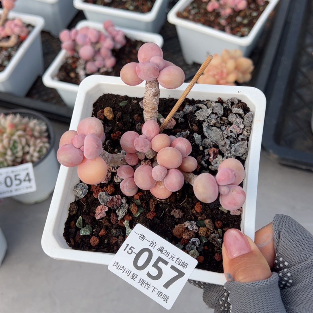 腰子蛋多肉多肉多肉多肉