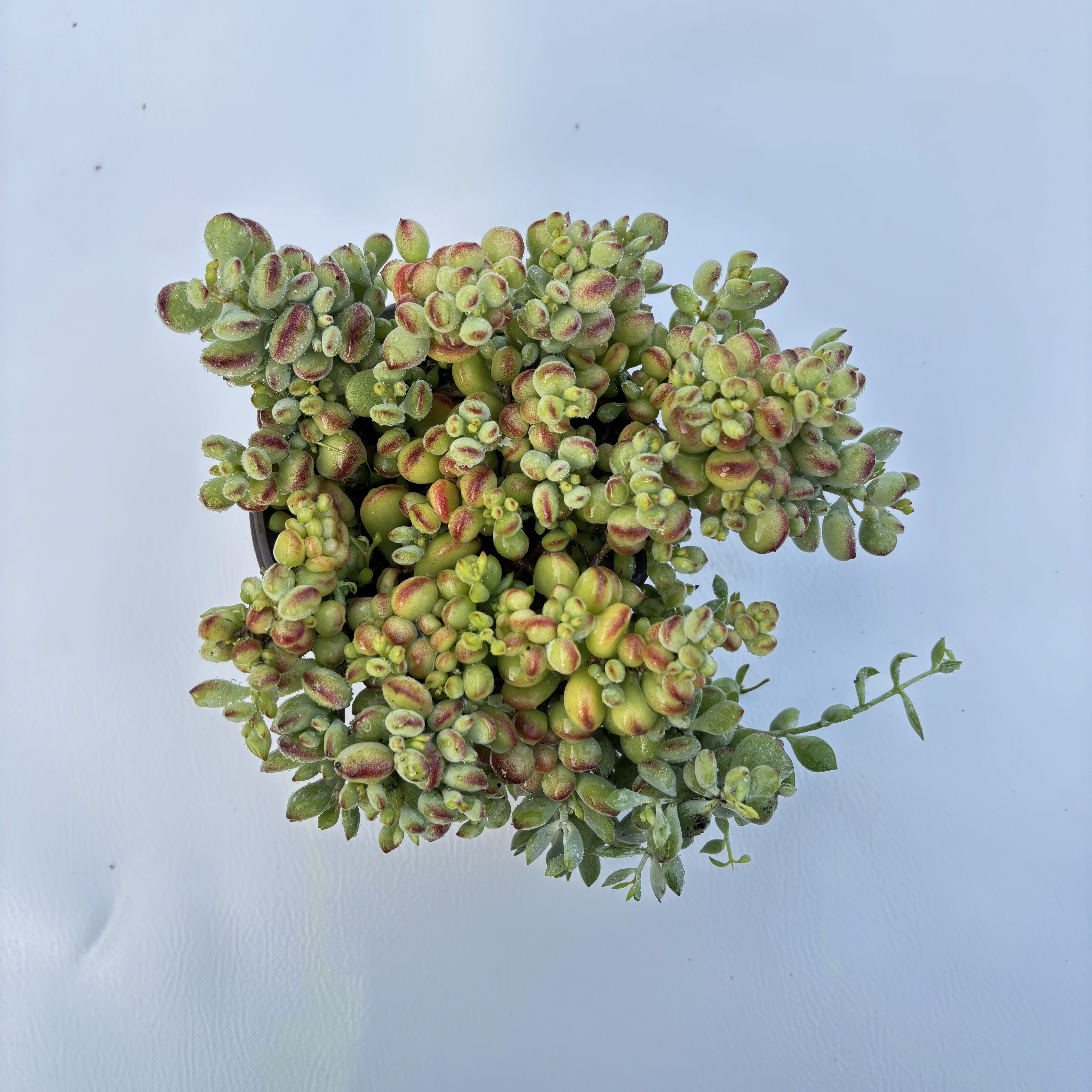 达摩福娘 （带盆土）呆呆多肉植物 18包邮 新手好养