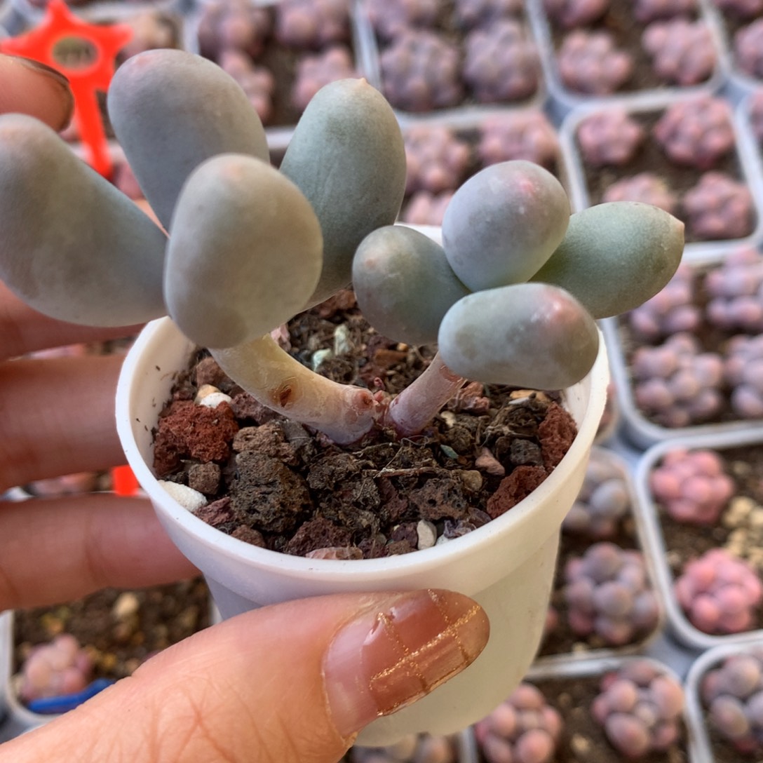 米可奶 精品韩国奶酪多肉