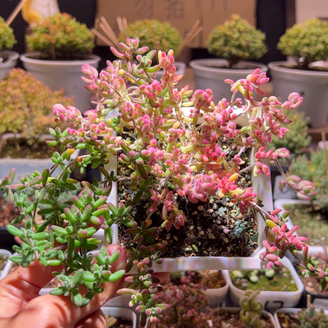 145红宝石锦一物一拍包开箱