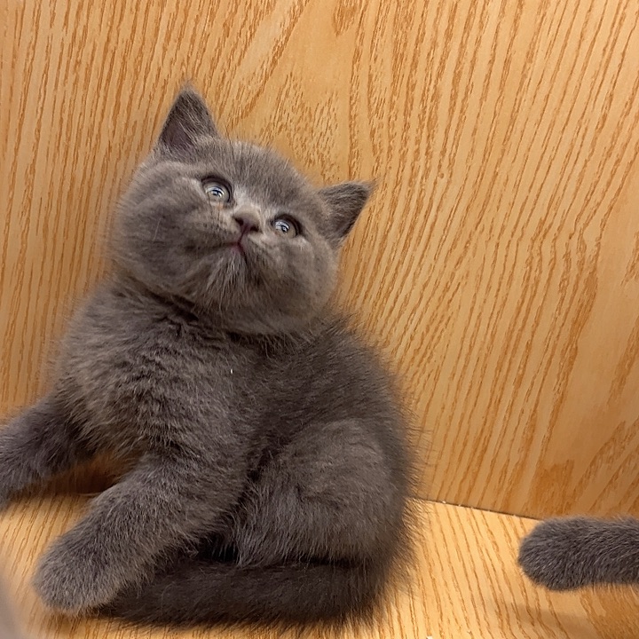 蓝猫包子脸当天发货