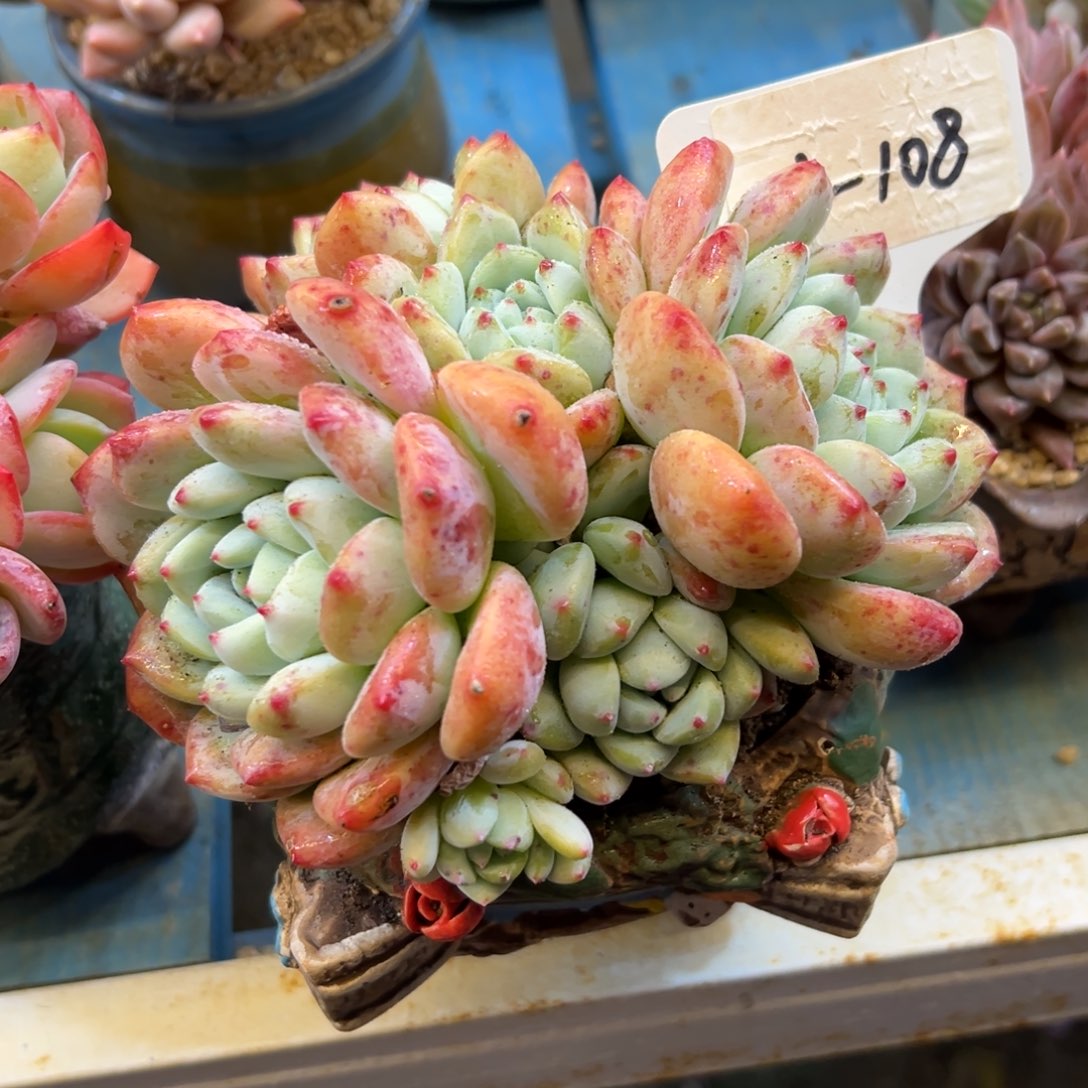 白***泽望舒108号一物一拍