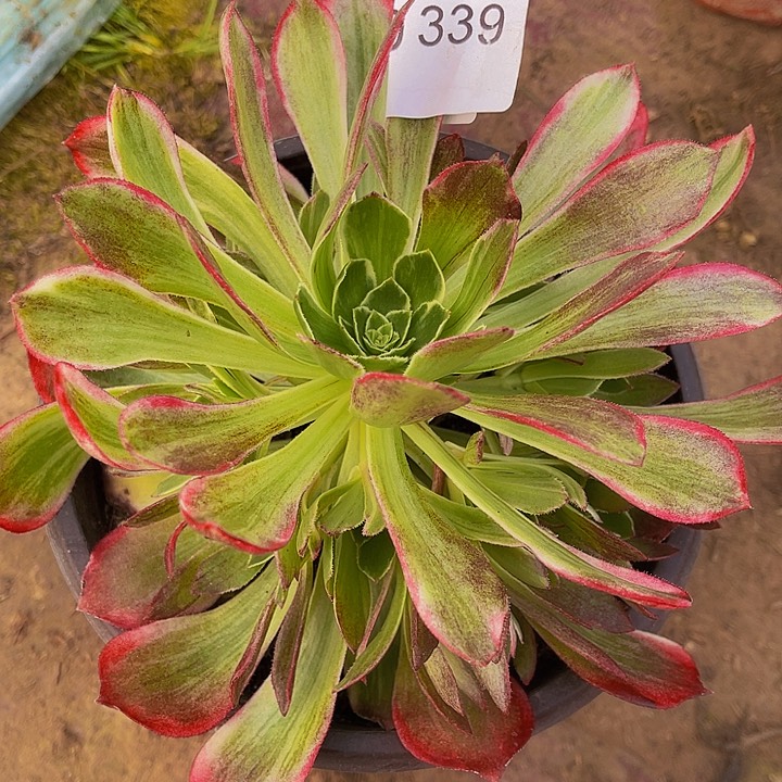 法师进锦多肉组合万花筒339