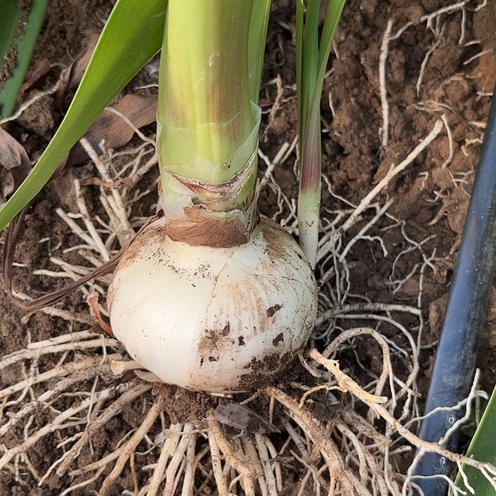 大****无花朵糖果仙女包对版8852