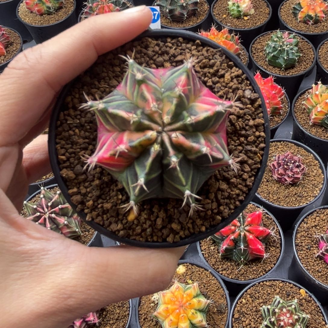 米哈锦一物一拍带盆土发