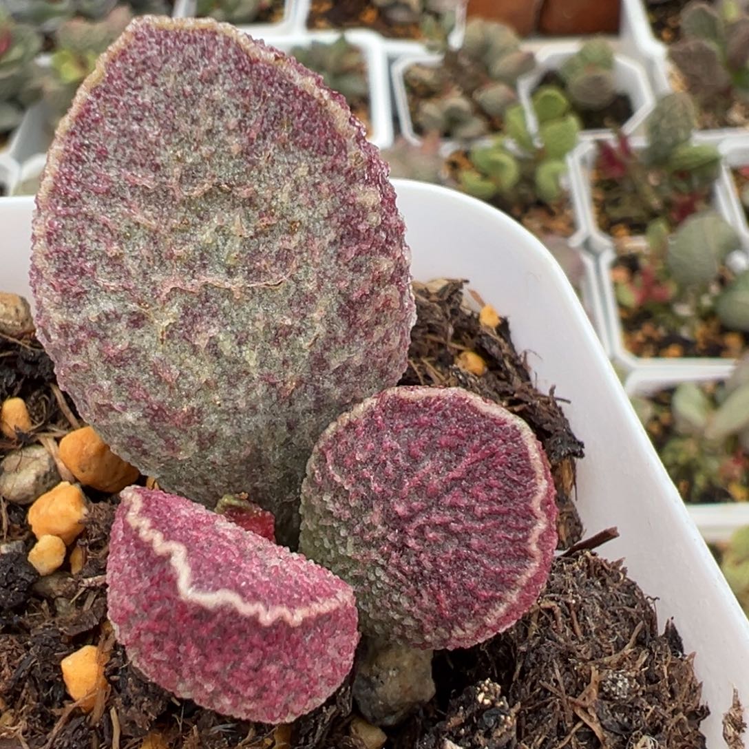 哈莫猪肝大苗多肉植物水泡