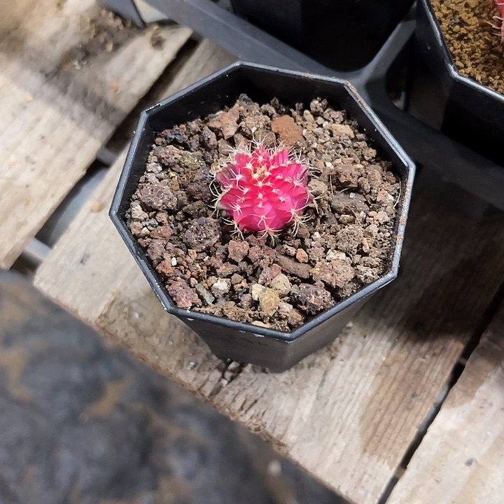 李*仙人球好好看好漂亮25