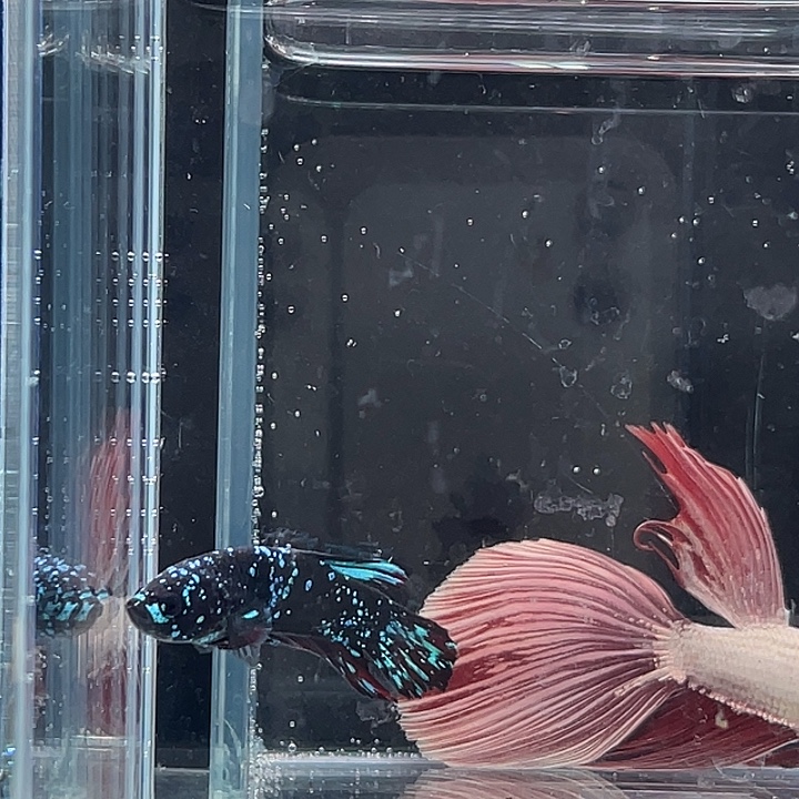 斗鱼活体不退不换 谢谢