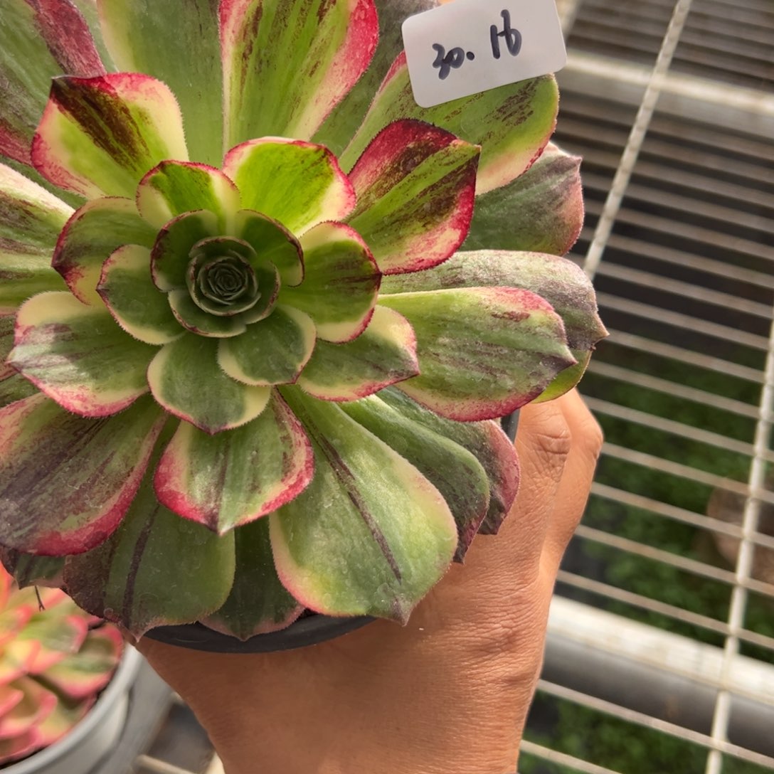 13伯爵duorouxixixixi