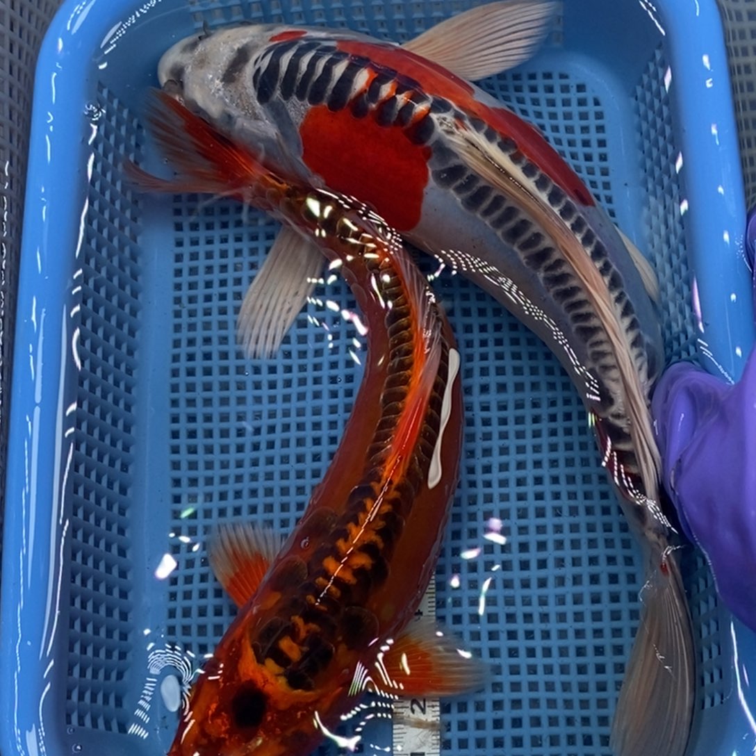 锦鲤冷水锦鲤包邮