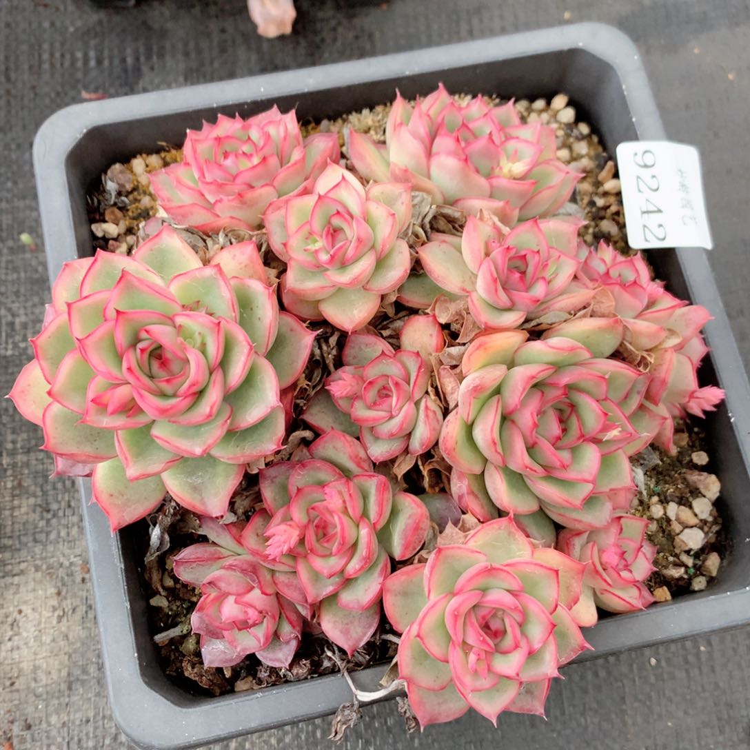 9242新年快乐发发发