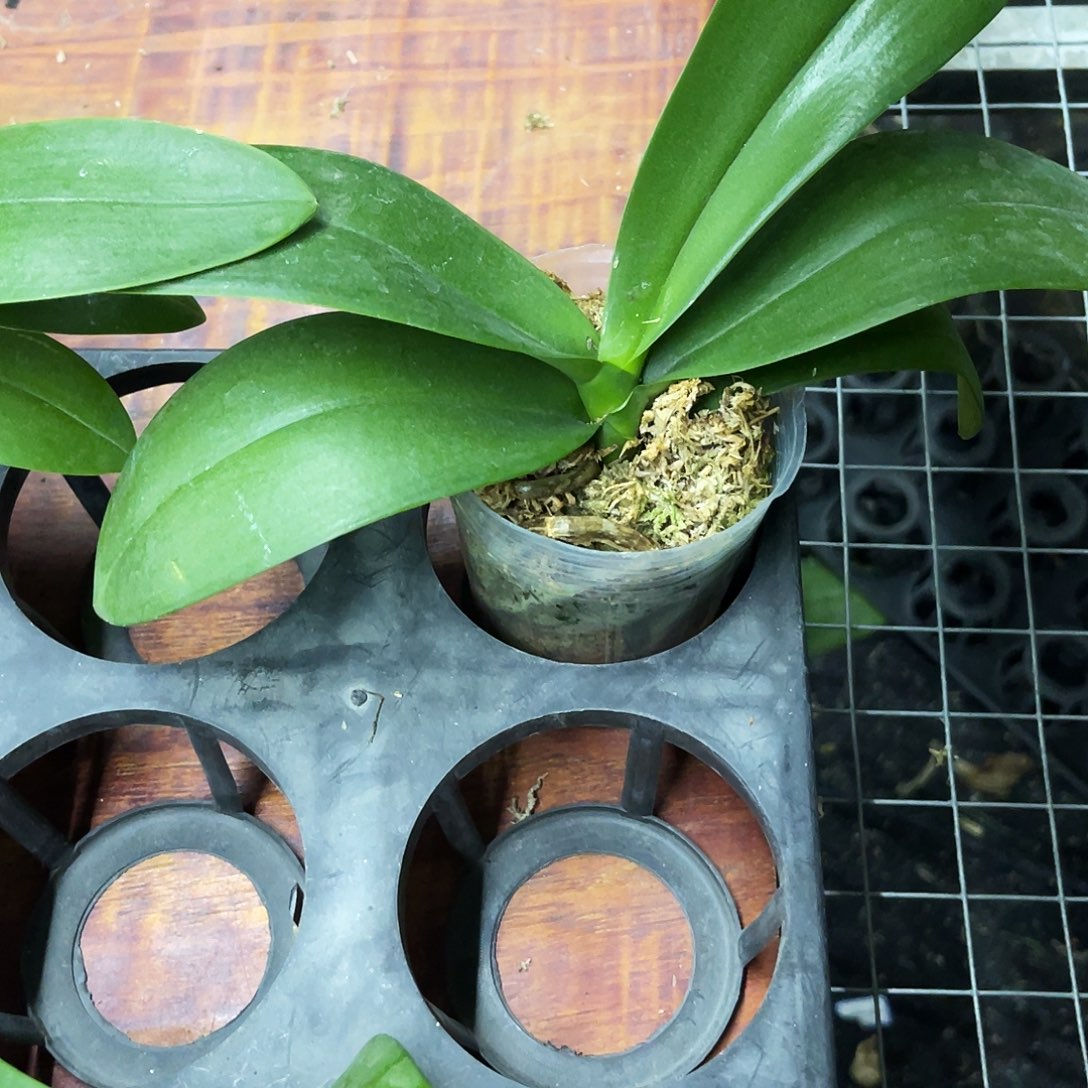 完全开放蝴蝶兰金树一代根瑕疵