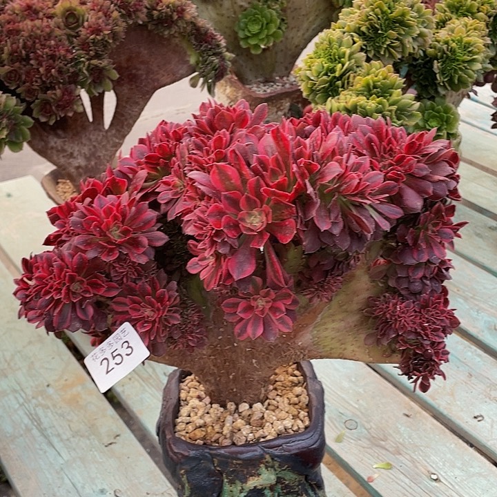 253号香妃法师朵朵微瑕