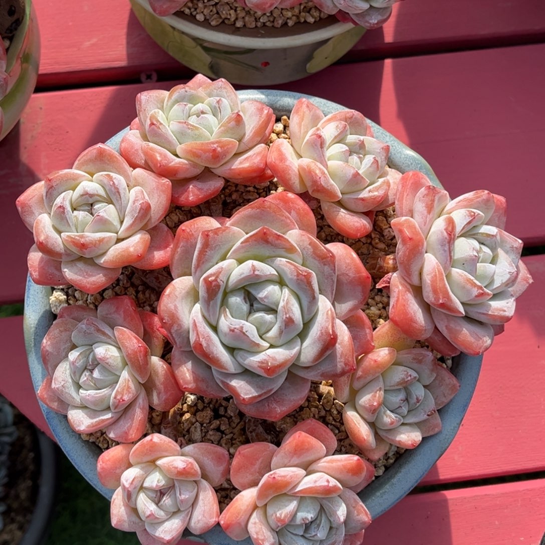 冰玉老桩一物一拍