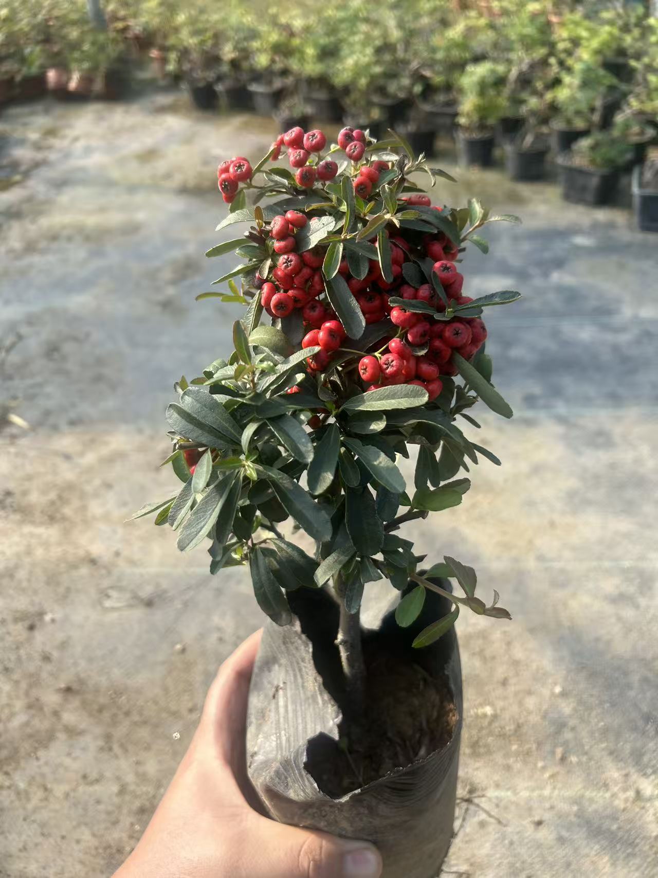 高筒原生大树形红果火棘小盆景