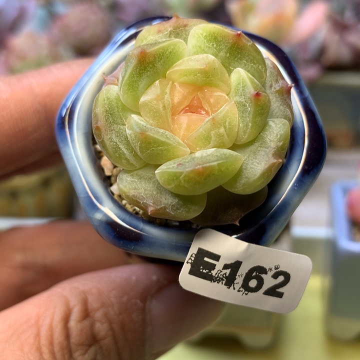 E162一物一拍带盆发