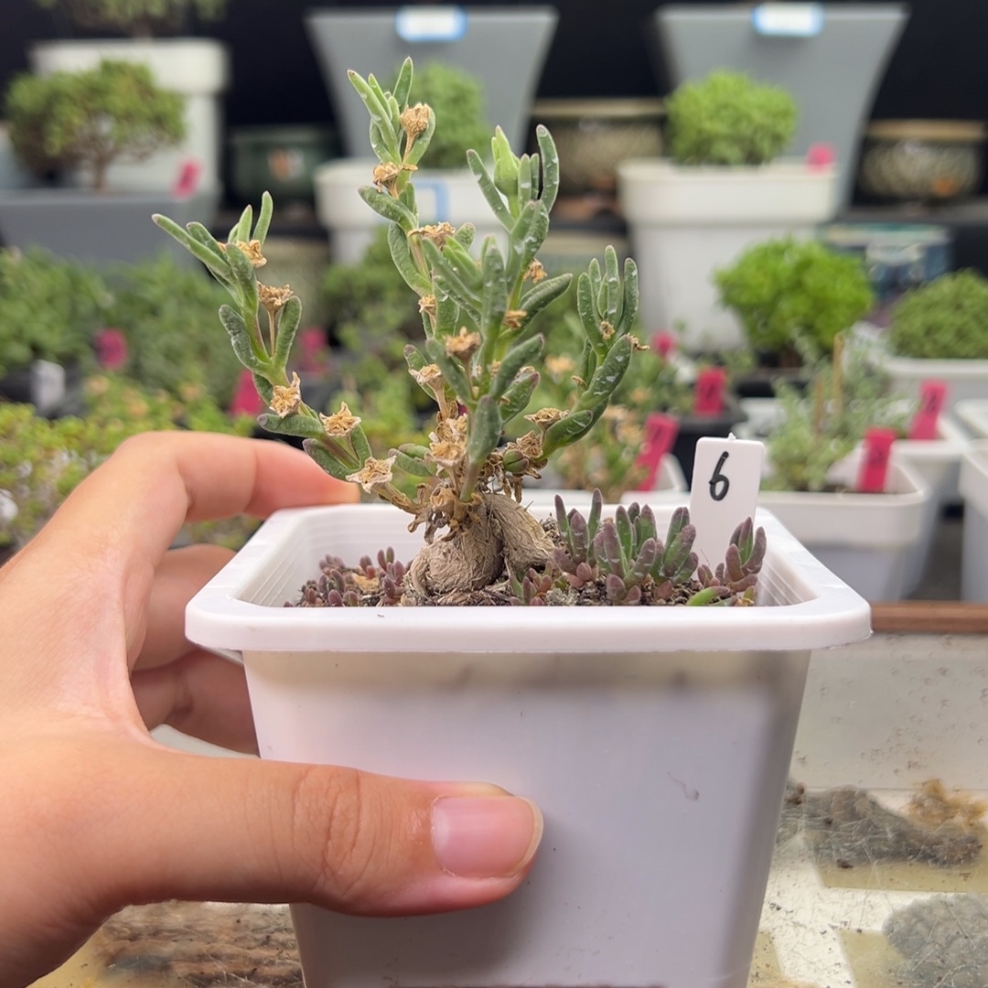 6号链接冰花10厘米盆