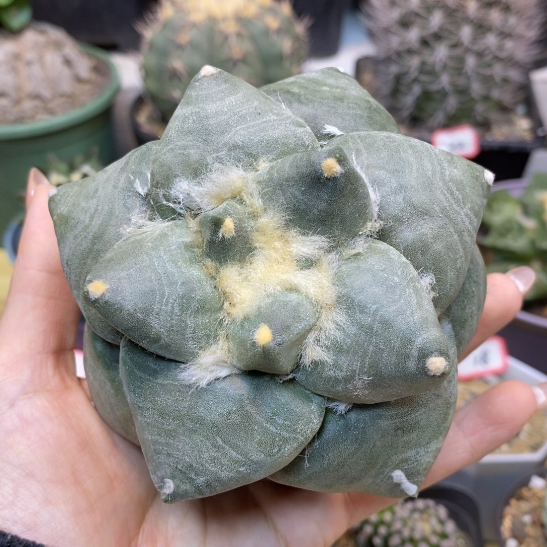      30号 苗接达摩青瓷10公分 无根