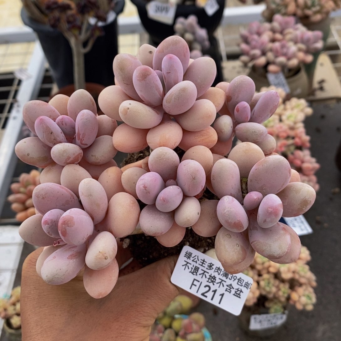 糖果桃蛋211/10c m