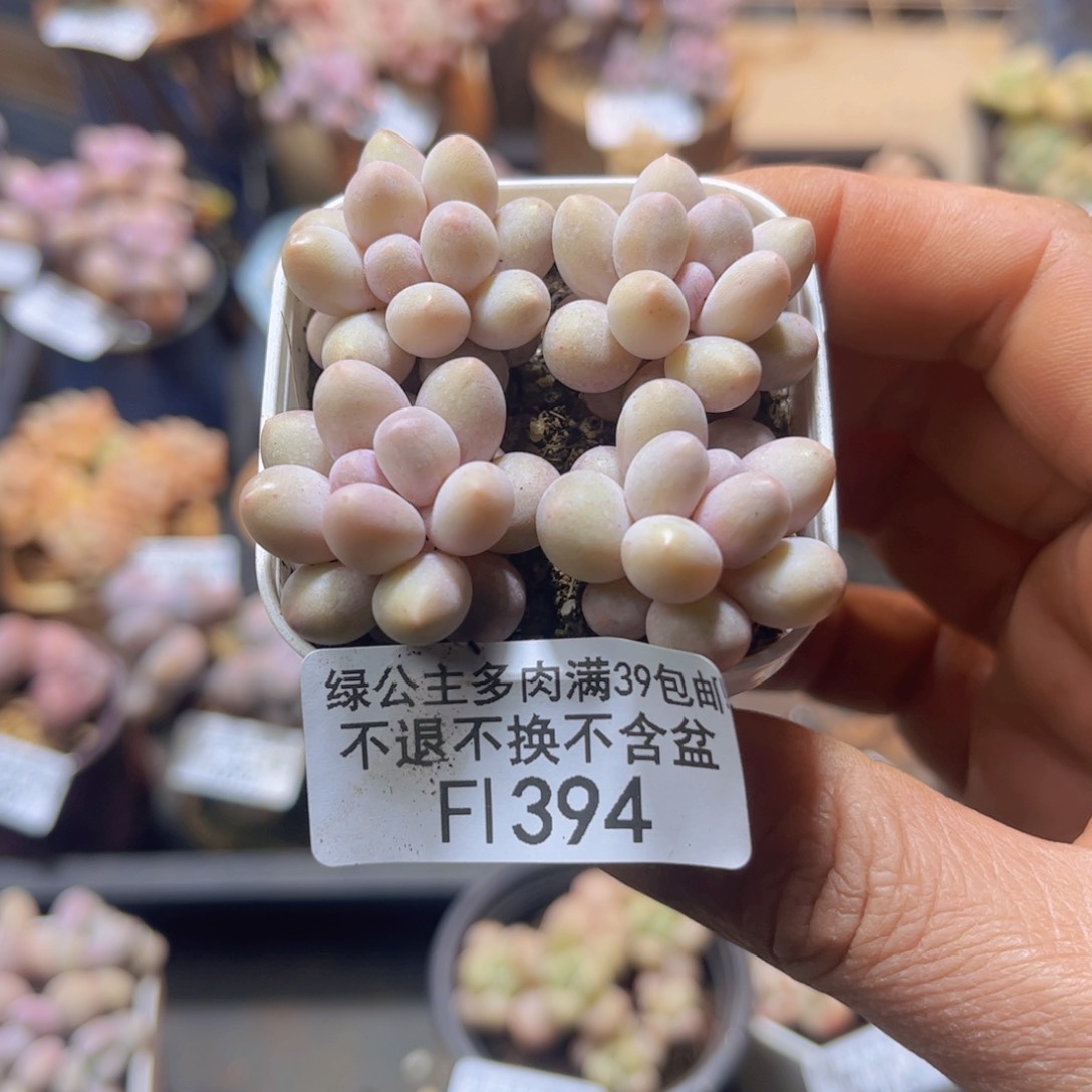 394粉泡泡4颗多肉
