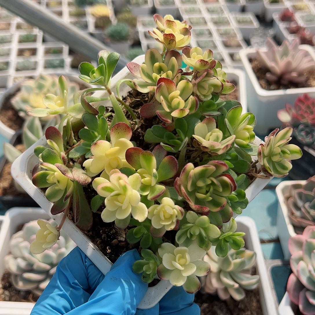 橄榄球玫瑰锦，群生