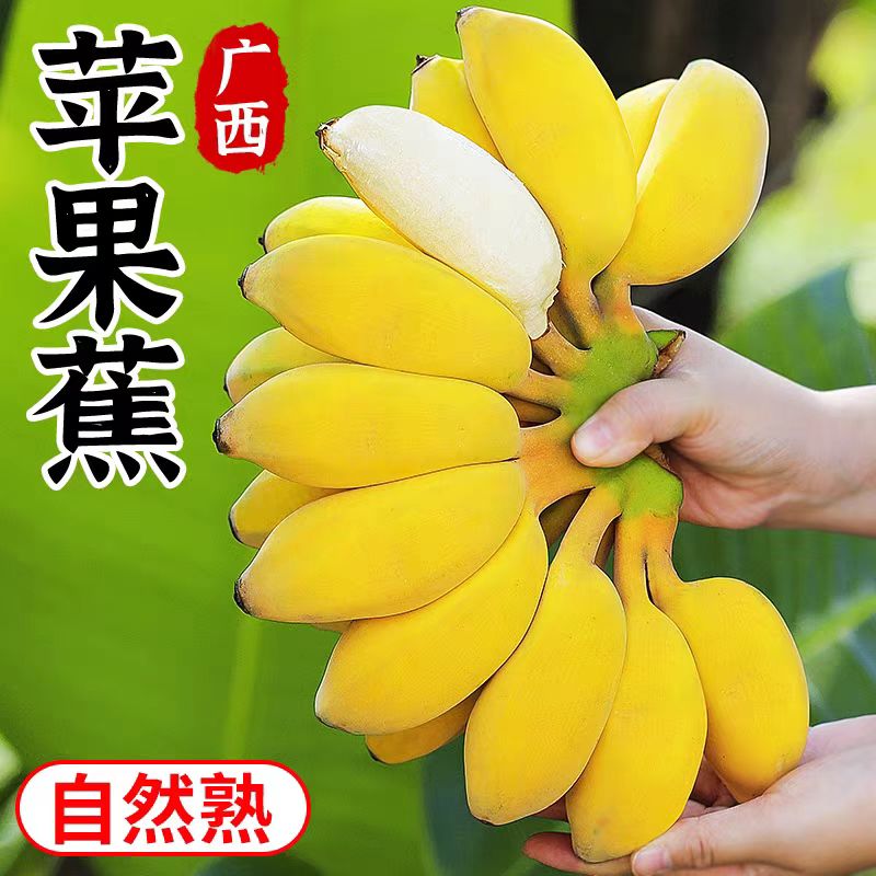 【正宗苹果蕉】广西当季苹果粉蕉粉糯香甜新鲜当季水果香蕉整箱批发