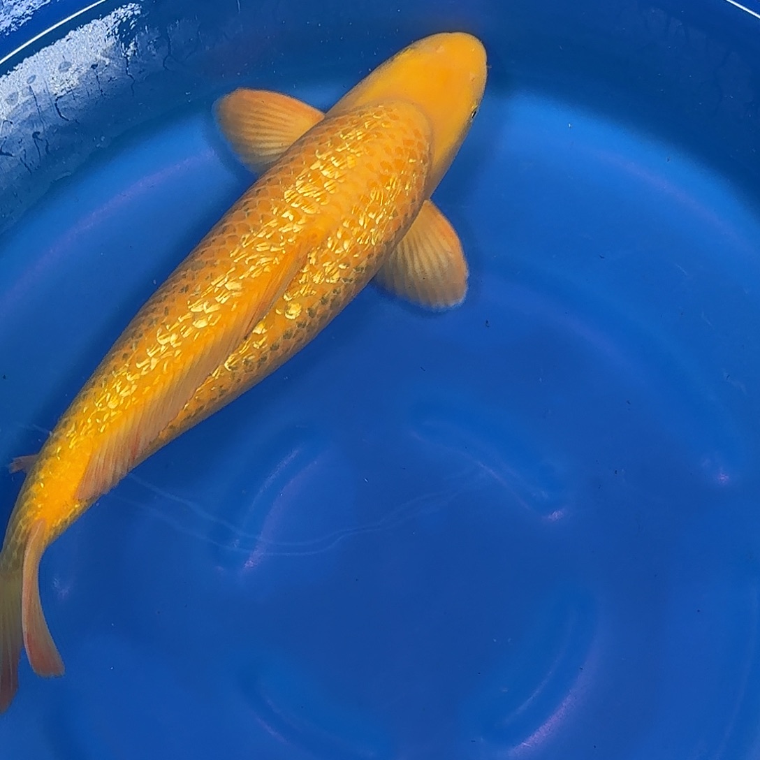 海水鱼爱屋特价介子