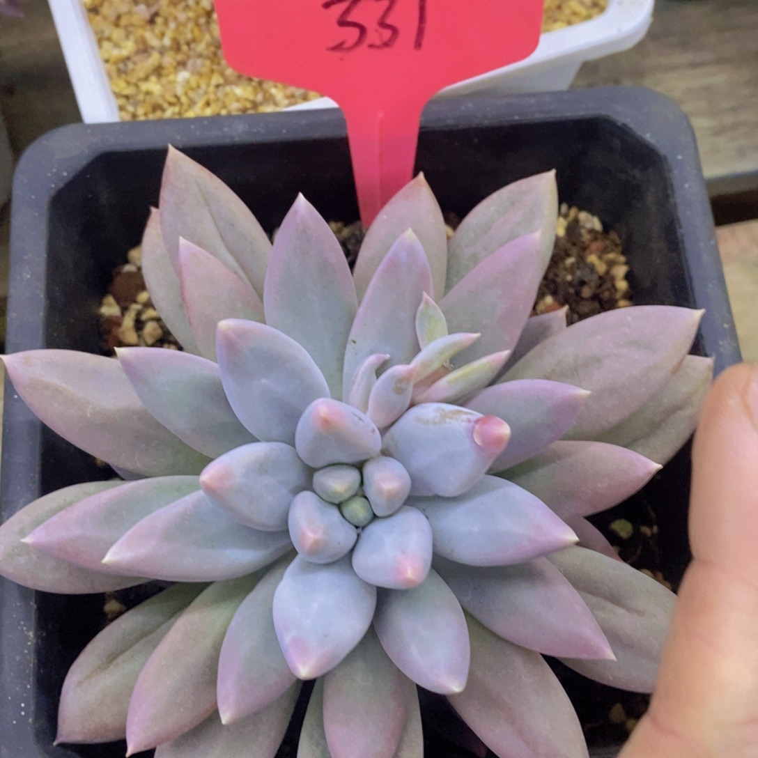 开心多肉，首播福利3