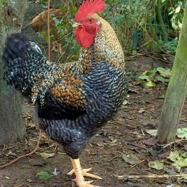 长尾红芦花宠物鸡15只（活的包邮）