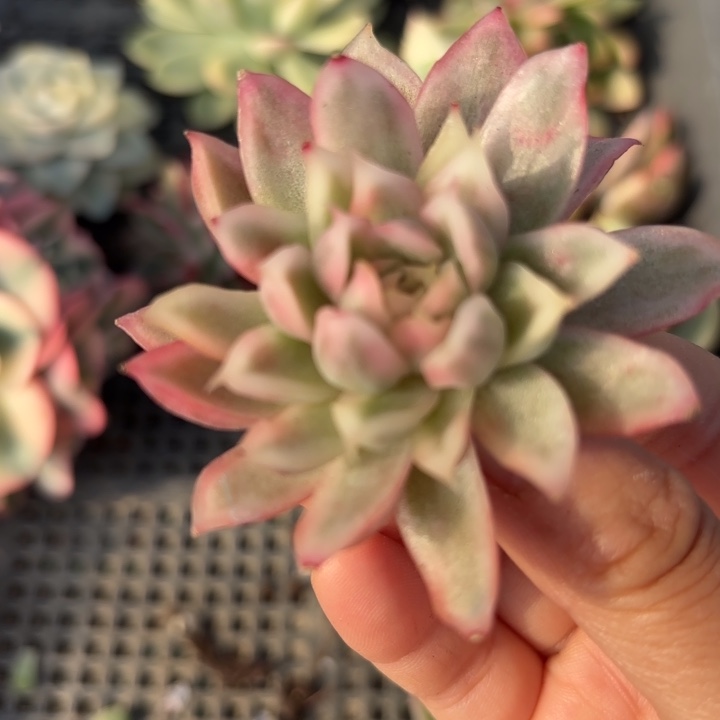 白玫瑰锦多肉之物