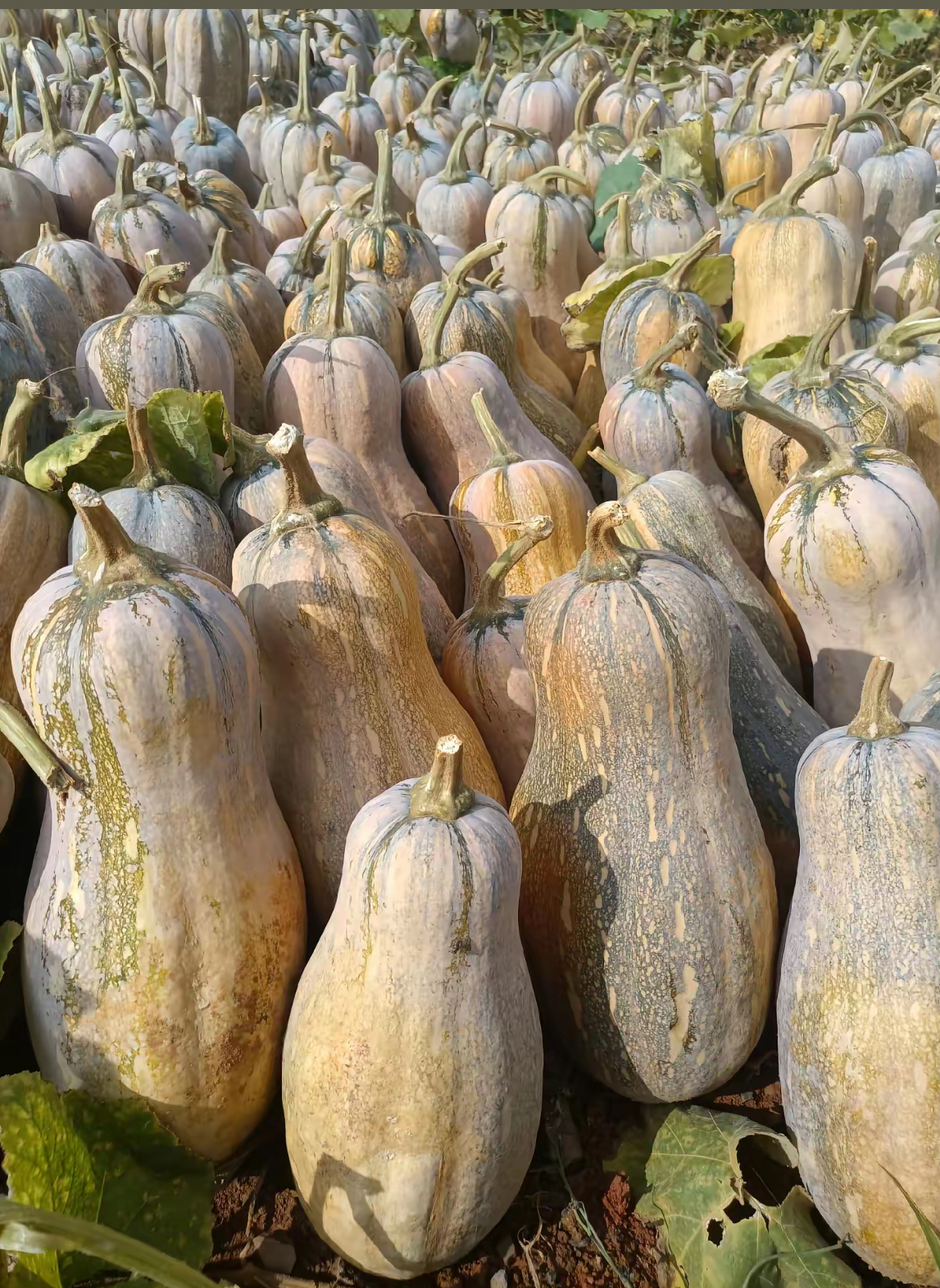 老南瓜农家大集蔬果