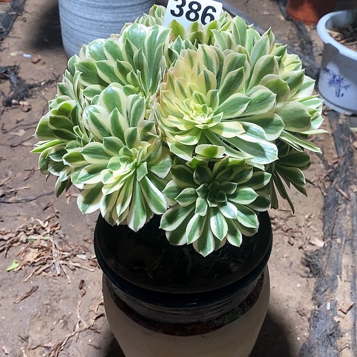 法师植物12345678