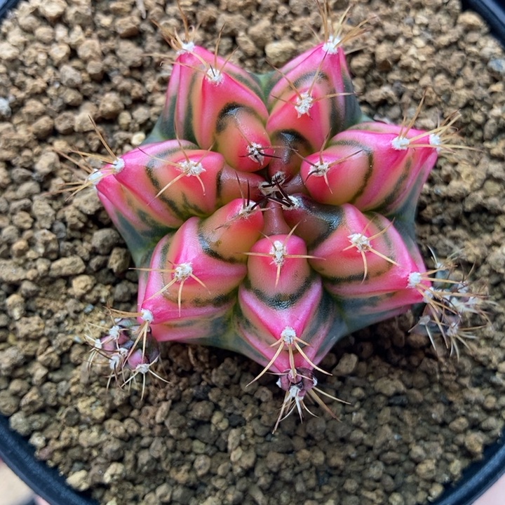 花田 米哈仙人球