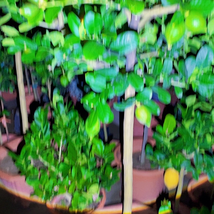 玺***景完全开放果树88888